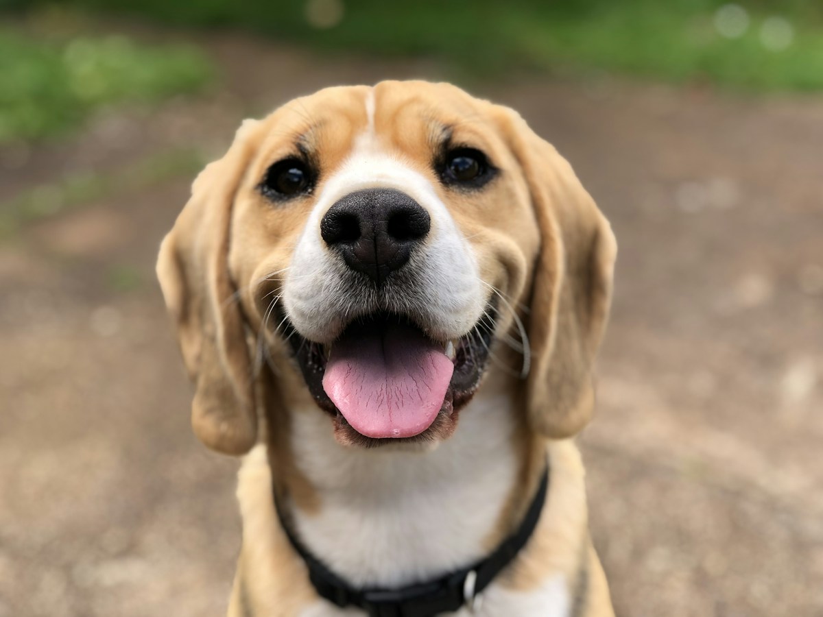 等待出门散步的比格犬