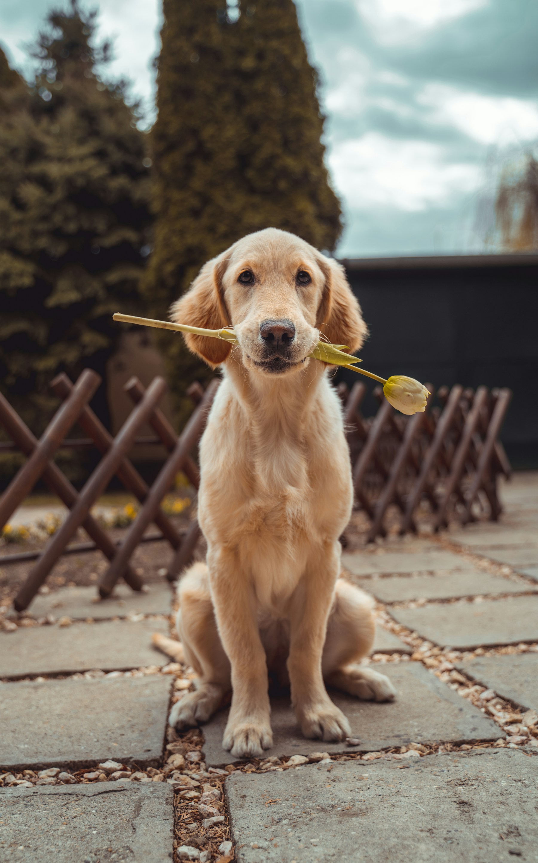 叼着树枝、等待一起出门的金毛犬